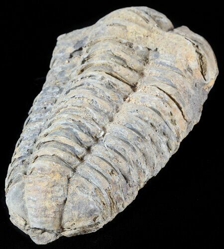 Calymene Trilobite From Morocco #49626